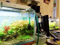 Подмена воды в аквариуме